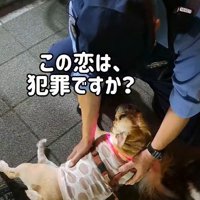 恋をした相手は…