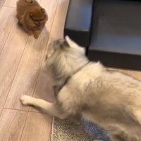小型犬と遊ぶ大型犬