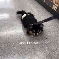 座り込む犬