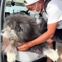 圧倒的なパパの敗北