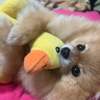 お茶目な姿で、みんなを笑顔に！