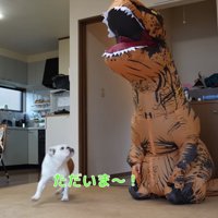 部屋に入るブルドッグ