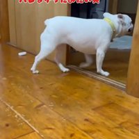 壁と同化したらコロちゃんは気づく？5