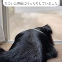 窓から外を眺める犬
