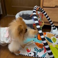ベビージムで遊んでいます！