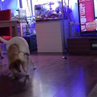 脚カバーを取り合う姉妹犬