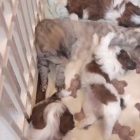 子犬たちに囲まれて寝転ぶ猫