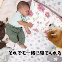 赤ちゃんと柴雄くんと茶太郎くん⑩