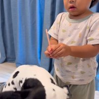 大型犬のブラッシングをする子供