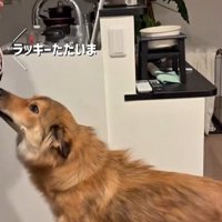 ラッキーくんの態度の違い6