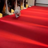 ミロちゃんがリングドッグに挑戦7