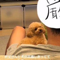 トイプードルのあられちゃん