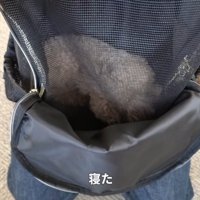 リュックの中で寝るモコちゃん