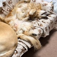 ソファーで眠る大型犬