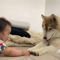 茶々丸くんと赤ちゃん4