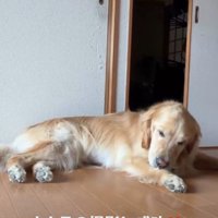 動きが止まる犬