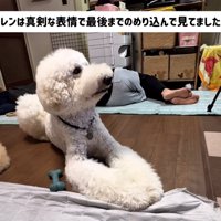 伏せの姿勢でテレビを見つめる犬