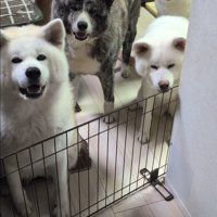 仲良し秋田犬