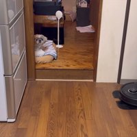 お父さんの帰宅に気付くと…