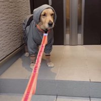 レインウェア姿で佇む犬