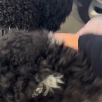 フランくんとママさんの再会4