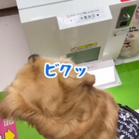 プリクラの機械の案内音声に反応する犬