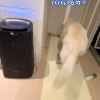 ドアに顔を近づける犬