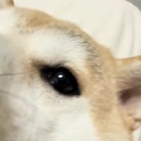 お利口すぎる姿に感嘆