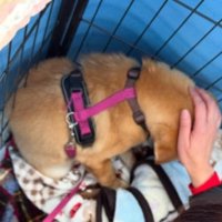 風ちゃんとの出会い2