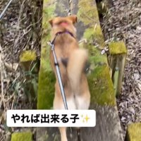 左の遊歩道を進む2匹の犬