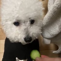 キュウリ