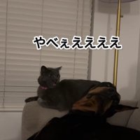 「やべえええ」