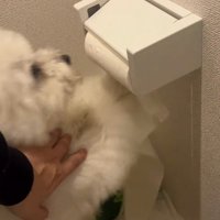 飼い主に肩に手を添えられる犬