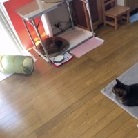 だんだんと「家族」に