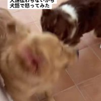 激しく争うわんこたち