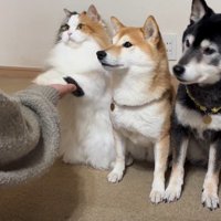 タッチまでお披露目♡