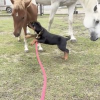 馬にじゃれつく犬