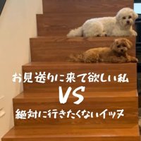 お見送りしないチャチャちゃんたち2