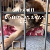 頭を上げて動く犬