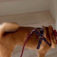 エリザベスカラーへの抵抗