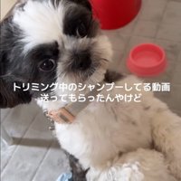 立ち上がる犬