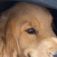 悪い目つきの大型犬