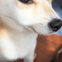 コロコロを要求するクウちゃん4