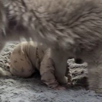 四つん這いの状態で止まる赤ちゃん