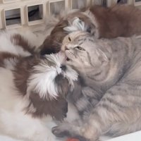子犬の口元を舐める猫