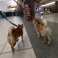 ナラちゃん＆ソラくんとママの再会