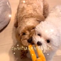 飼い主さんVS 2匹の引っ張りっこ
