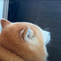 外を眺める柴犬の後ろ姿