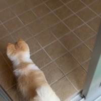 玄関をくぐる犬