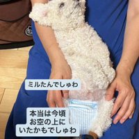 16歳のミルたん%歳のミルたん